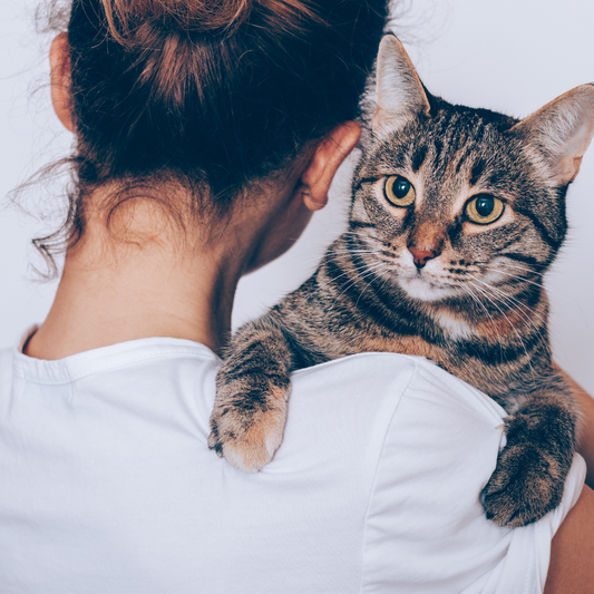New Cat Owner Checklist: Everything You Need for Your Feline Friend