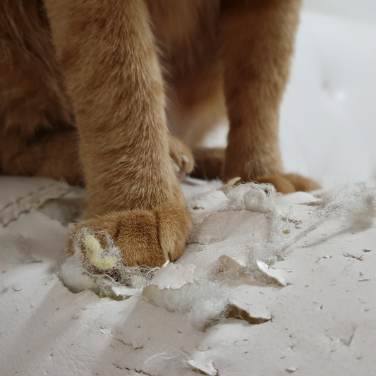 Protecting Your Furniture: How to Prevent Cat Scratching